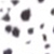 Dalmatian